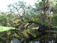 Tree
                                                          Arching Over
                                                          the Fisheating
                                                          Creek